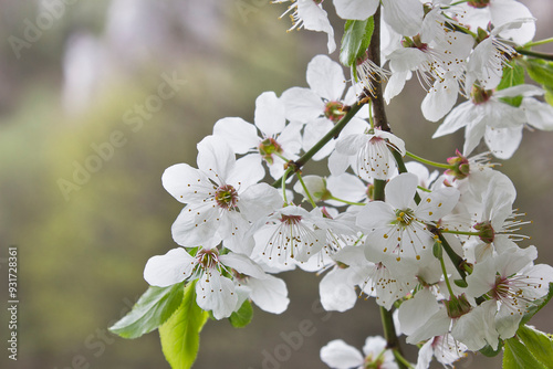 blooming spring cherry in the garden. White cherry flowers. photo