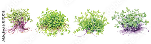 Watercolor Alfalfa Sprouts Clipart Vector Illustration 