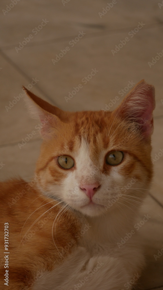 Cat looking in the distance which is white and ginger, with tiles in the backround Cat looking in the distance which is white and ginger, with tiles in the backround