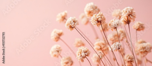 dried flowers on a pink bac...