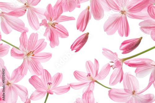 Flower petals flying in the air, Beautiful spring meadow flora isolated on white background.