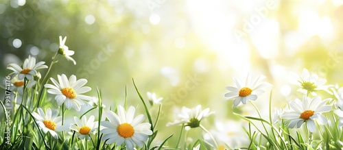 Blurred white daisy featuri...