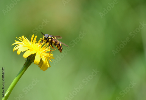 Petite guêpe butinant photo