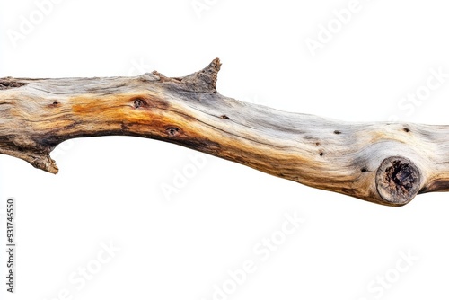 Tree trunk cut section isolated on transparent png background, Natural brown wooden cracks.