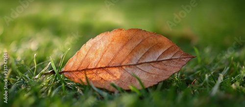 A dry autumn leaf resting o...