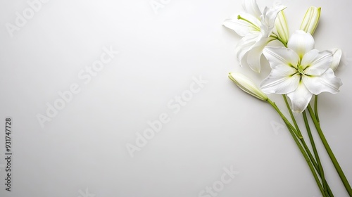 Elegant white lilies gracefully arranged on a soft white background, inviting peaceful reflection and creativity