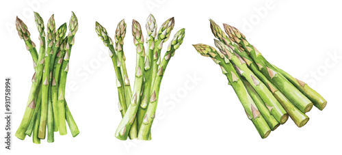 Watercolor Asparagus Clipart Vector Illustration