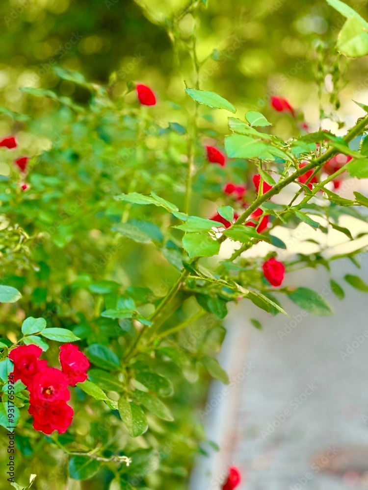 Obraz premium red berries on a bush