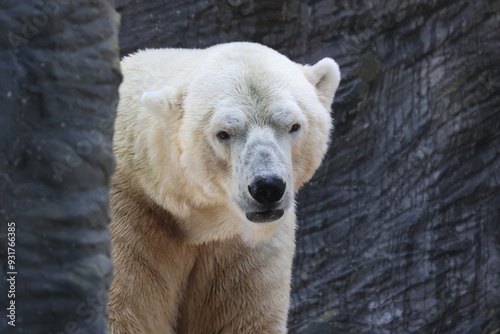 Vue rapprochée de la tête d'un ours polaire blanc en captivité dans un parc zoologique avec une paroi gris foncé en arrière plan. Symbole de la solitude. Animal sauvage enfermé triste.