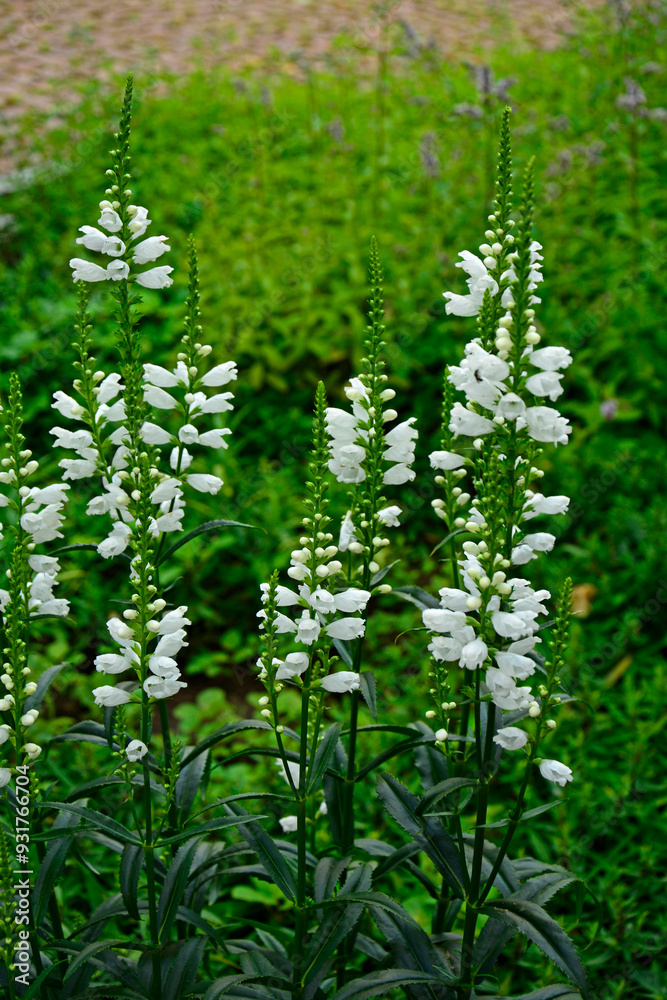 Odętka wirginijska 'Alba', Physostegia virginiana, obedient plant, obedience, false dragonhead, Summer flowers