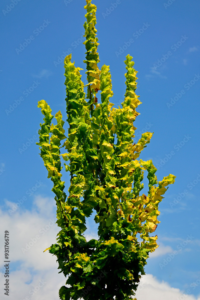 Wiąz holenderski 'Wredei', Ulmus hollandica, Ulmus × hollandica, Golden Elm Tree, Ulmus Wredei