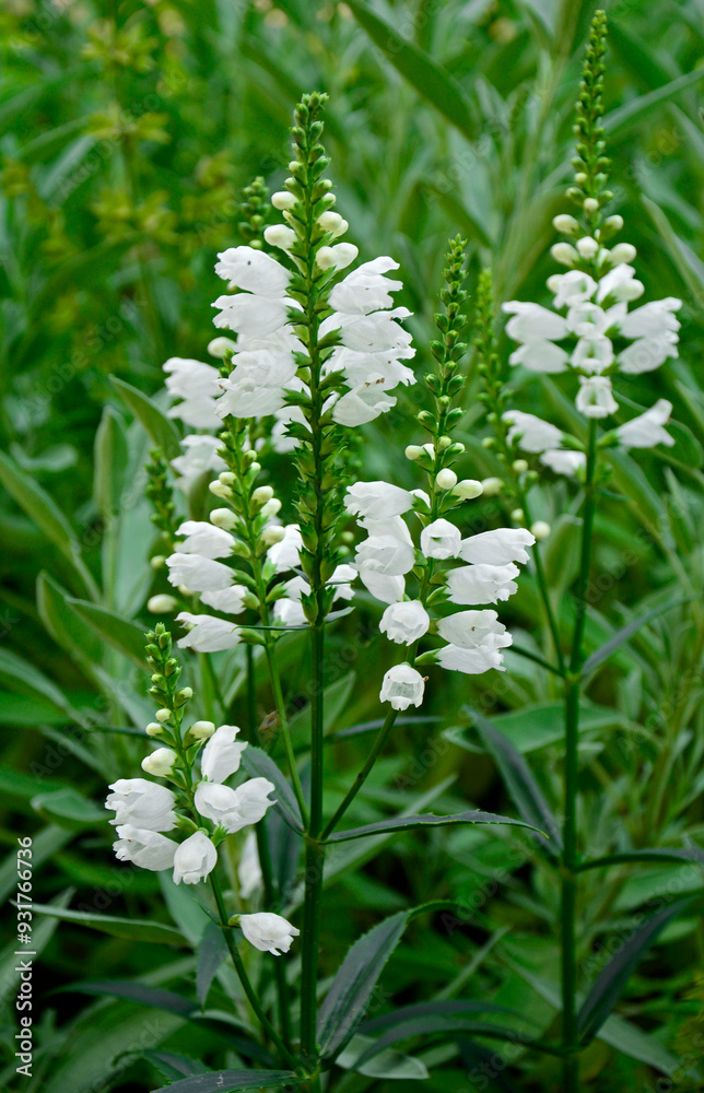 Odętka wirginijska 'Alba', Physostegia virginiana, obedient plant, obedience, false dragonhead, Summer flowers