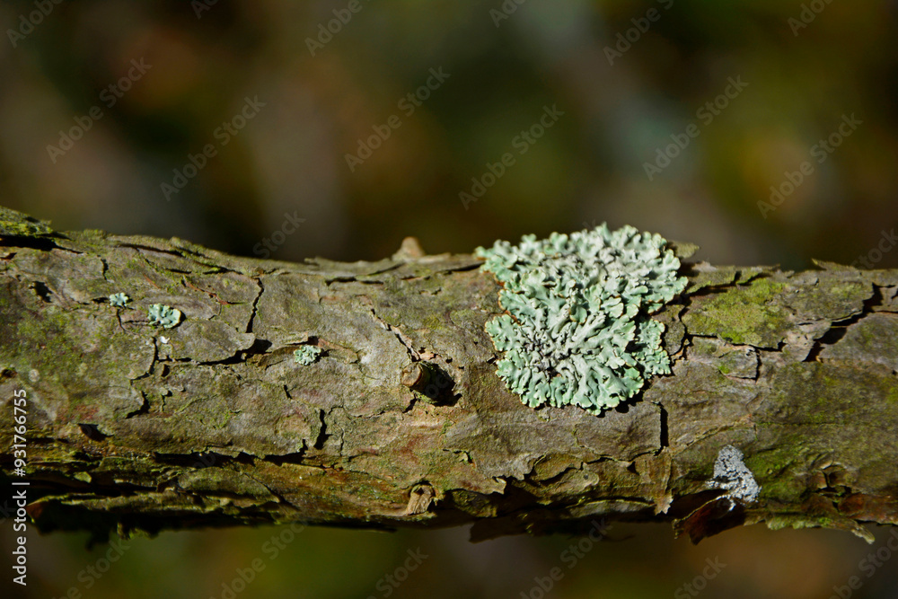 porosty na konarze drzewa, Hypogymnia, Parmeliaceae, Pustułka pęcherzykowata z rodziny tarcznicowatych, Lichen on tree branch,