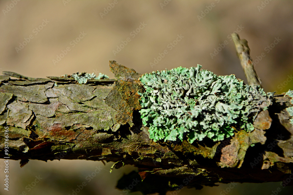 porosty na konarze drzewa, Hypogymnia, Parmeliaceae, Pustułka pęcherzykowata z rodziny tarcznicowatych, Lichen on tree branch, gray-green lichens on a tree branch on a blurred background, tube lichens