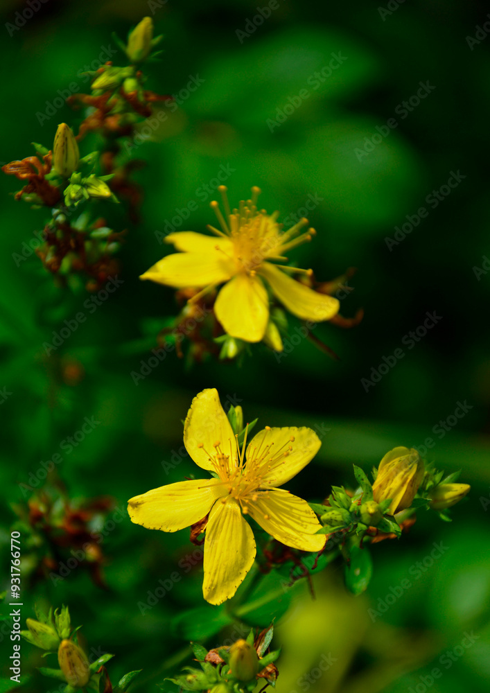 Dziurawiec zwyczajny, dziki dziurawiec, Hypericum perforatum, St John's wort