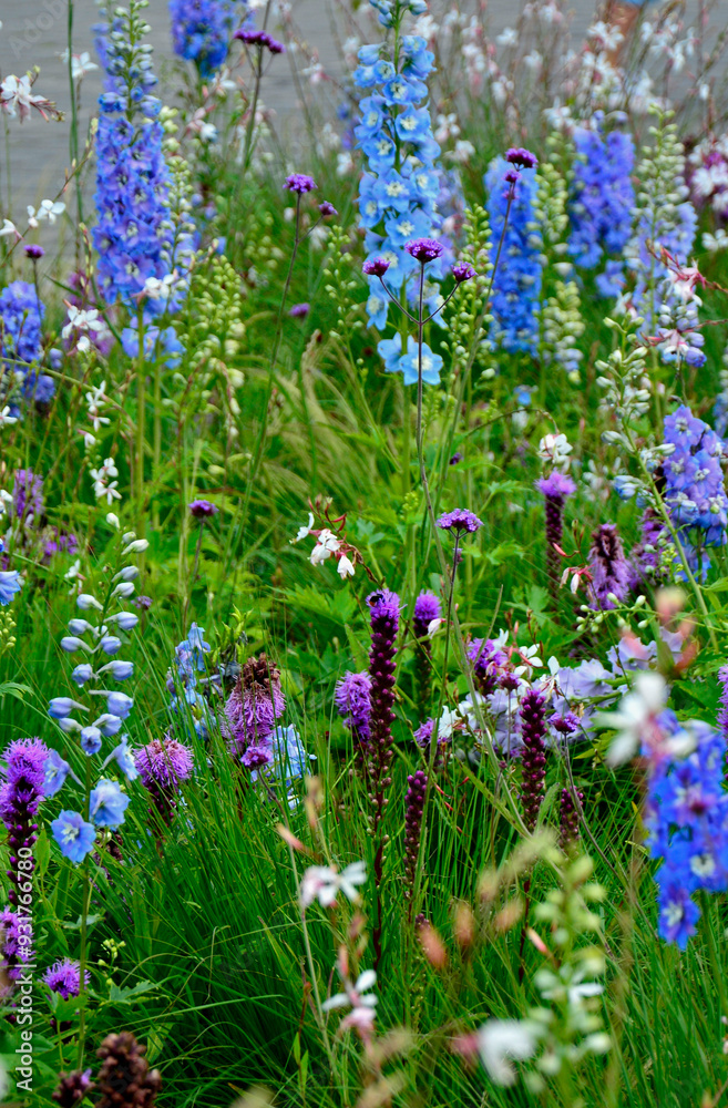 łąka kwietna, rośliny śródziemnomorskie i preriowe, flower meadow, Mediterranean and prairie plants, Liatris spicata, Gaura lindheimeri, Delphinium elatum, gaura, ostróżka ogrodowa i liatra kłosowa