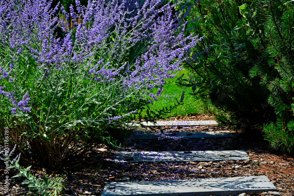 Perowskia łobodolistna 'Blue Spire', kwitnąca Perowskia w ogrodzie, Salvia yangii, Perovskia atriplicifolia, Russian sage, herbaceous perennial plant and subshrub