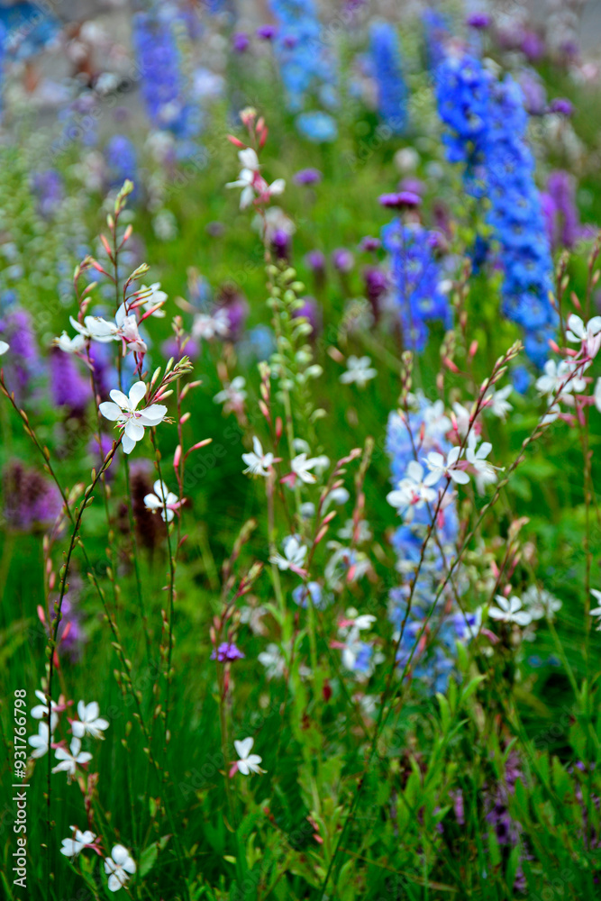 łąka kwietna, rośliny śródziemnomorskie i preriowe, flower meadow, Mediterranean and prairie plants, Liatris spicata, Gaura lindheimeri, Delphinium elatum, gaura, ostróżka ogrodowa i liatra kłosowa