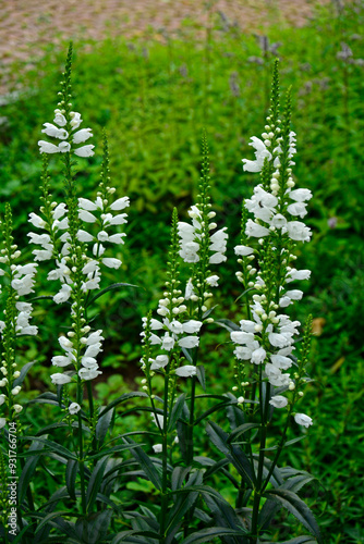 Odętka wirginijska 'Alba', Physostegia virginiana, obedient plant, obedience, false dragonhead, Summer flowers photo