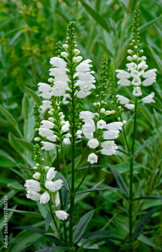 Obraz na płótnie Odętka wirginijska 'Alba', Physostegia virginiana, obedient plant, obedience, false dragonhead, Summer flowers w salonie