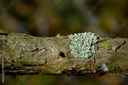 Obraz na płótnie porosty na konarze drzewa, Hypogymnia, Parmeliaceae, Pustułka pęcherzykowata z rodziny tarcznicowatych, Lichen on tree branch, w salonie