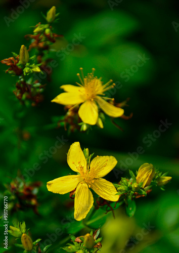 Dziurawiec zwyczajny, dziki dziurawiec, Hypericum perforatum, St John's wort