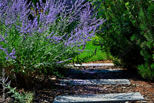 Obraz na płótnie Perowskia łobodolistna 'Blue Spire', kwitnąca Perowskia w ogrodzie, Salvia yangii, Perovskia atriplicifolia, Russian sage, herbaceous perennial plant and subshrub w salonie