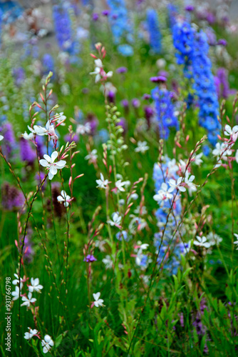 Obraz na płótnie łąka kwietna, rośliny śródziemnomorskie i preriowe, flower meadow, Mediterranean and prairie plants, Liatris spicata, Gaura lindheimeri, Delphinium elatum, gaura, ostróżka ogrodowa i liatra kłosowa w salonie
