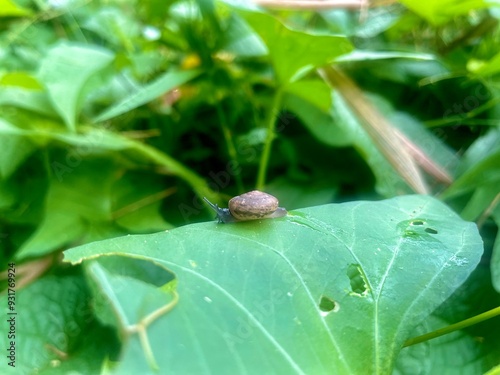 a snail on a leaf