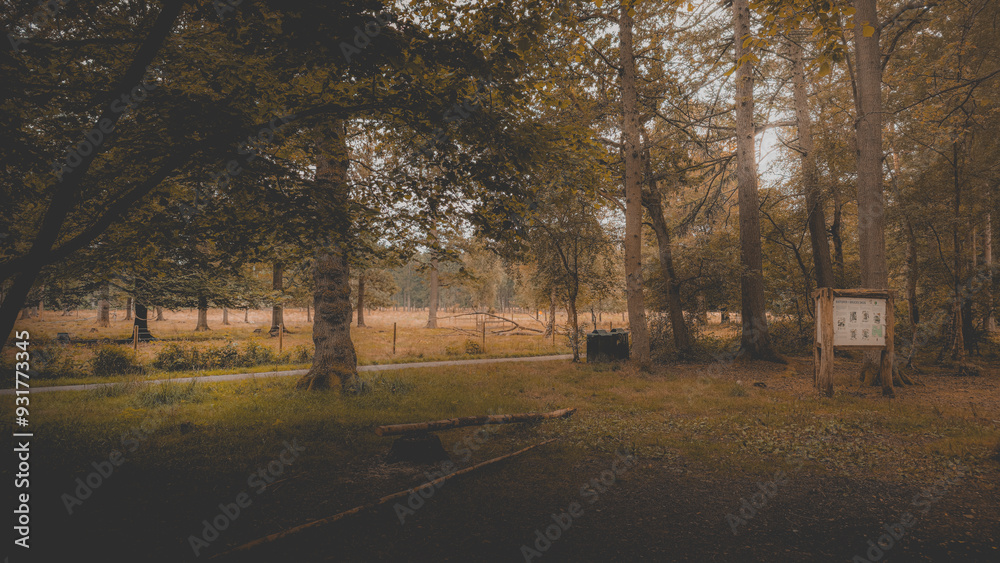 A image of the nature in a forest of Bruces in Helsingborg, Sweden. A image of the nature in a forest of Bruces in Helsingborg, Sweden.