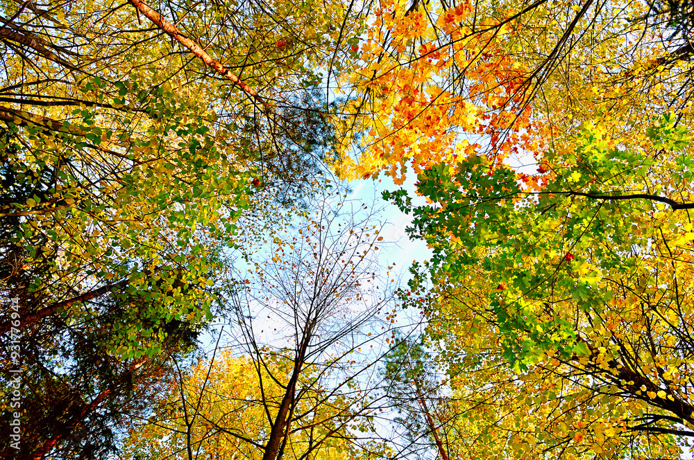 Autumn leaves background, autumn tree tops extending to the blue sky. Orange and yellow bright leaves of autumn forest trees , picturesque autumn leaves background Autumn leaves background, autumn tree tops extending to the blue sky. Orange and yellow bright leaves of autumn forest trees , picturesque autumn leaves background