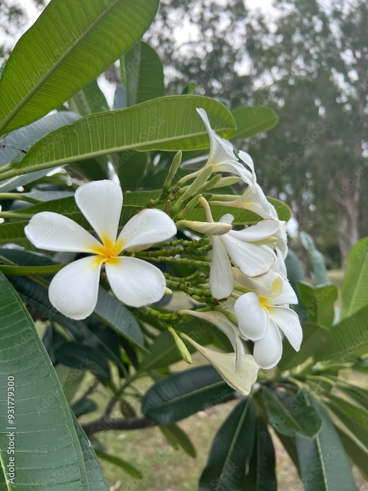 Fototapeta premium Beach flowers