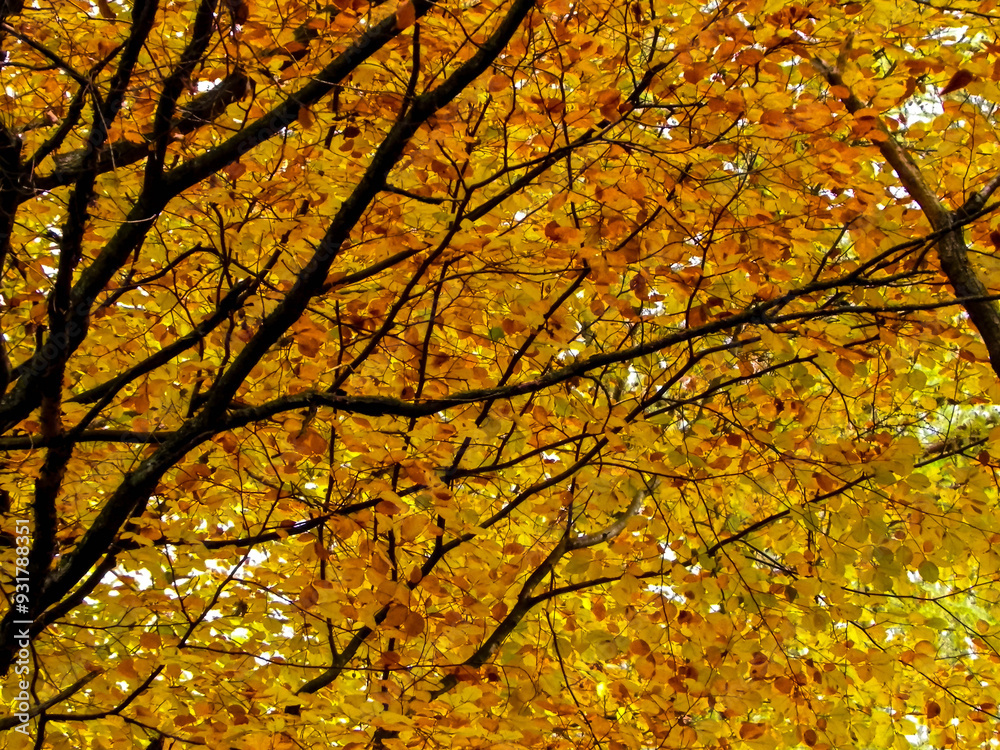 Branches of autumnal trees as nature background. Branches of autumnal trees as nature background.