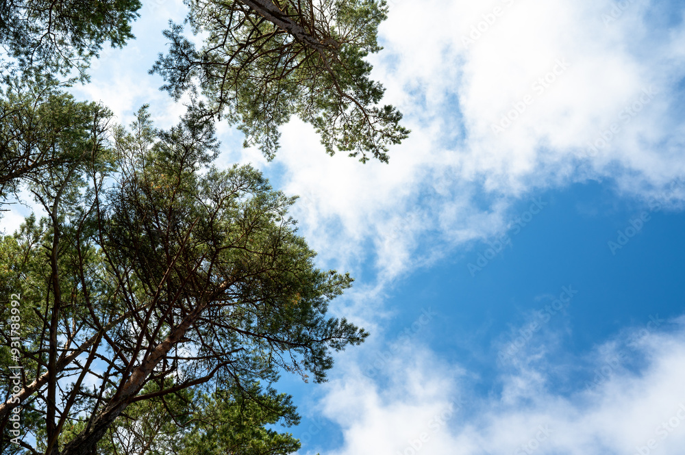 Treetops against a sky and cloud background Treetops against a sky and cloud background
