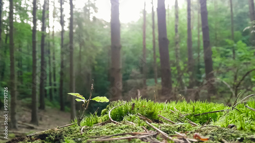 Close up of moss and litter in wild forest.