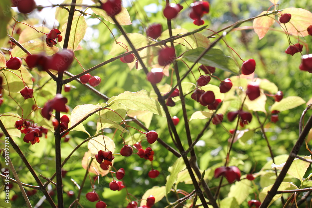Obraz premium Frucht