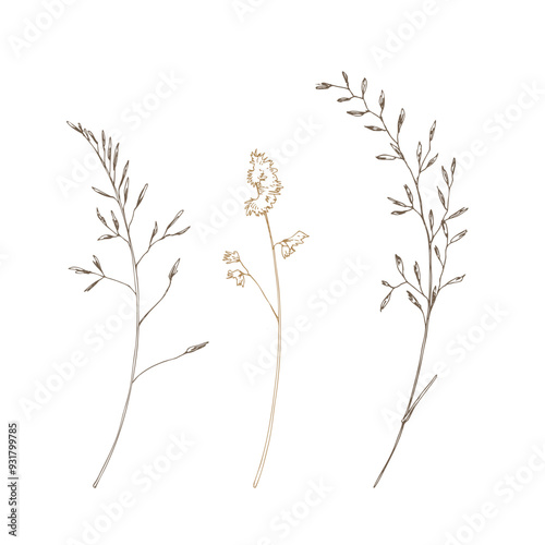 Poa pratensis three branches wild meadow dried flowers. Line art is a simple hand-drawn illustration in beige, ochre, brown ink. Isolated vector EPS set of elements.