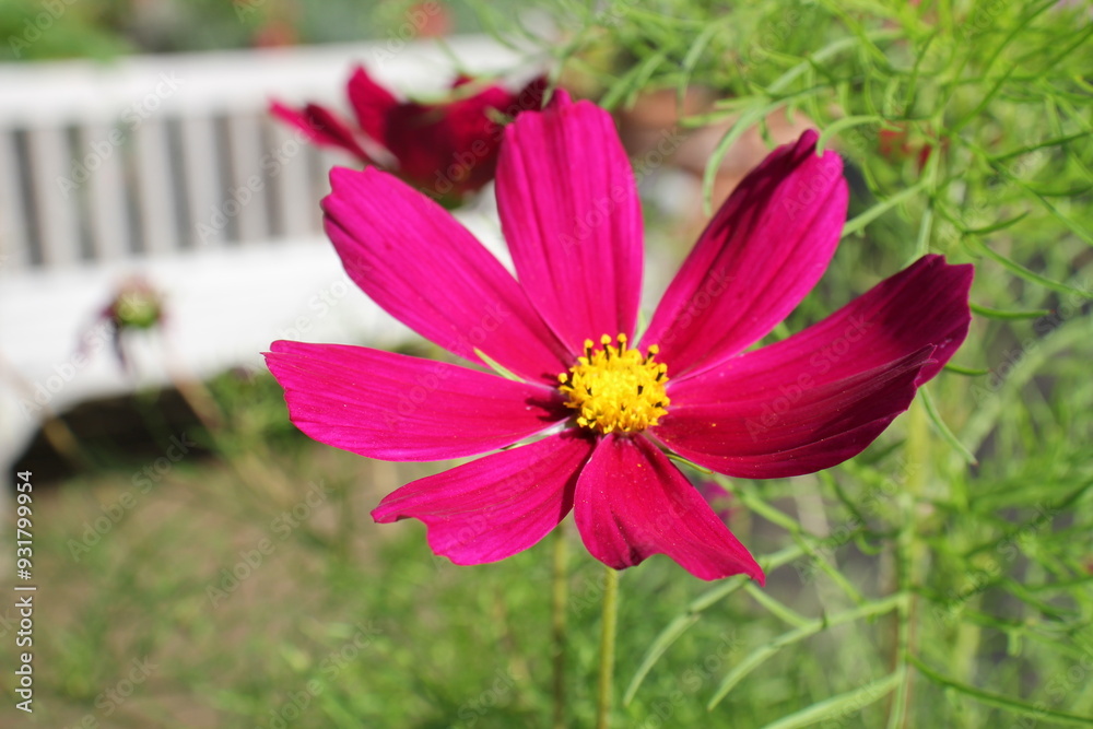 Obraz premium Blume im Park