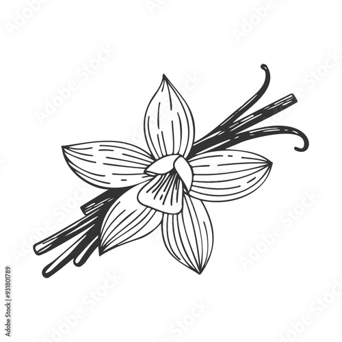 Vanilla orchid flower with vanilla sticks pods. Sketch drawing isolated on white background.
