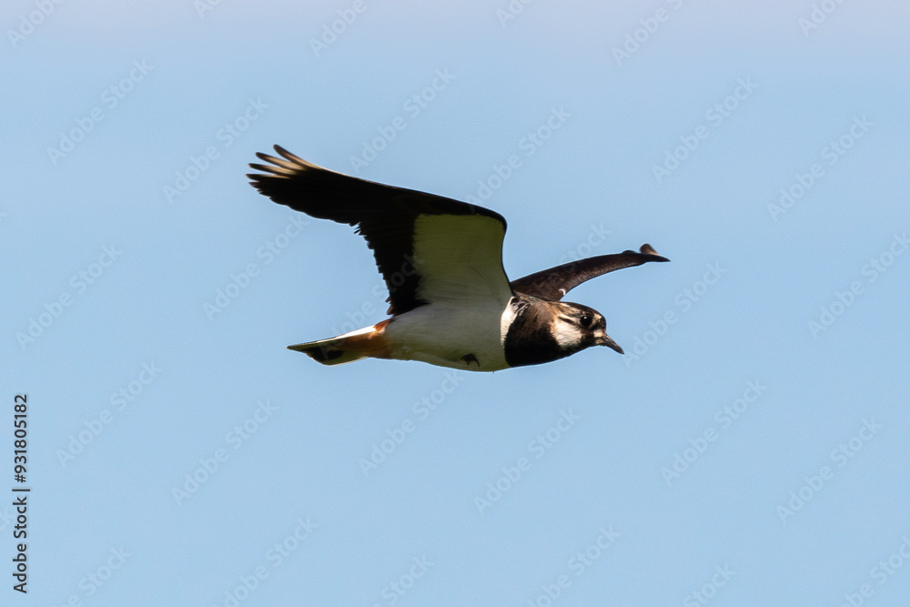 Vanneau huppé,.Vanellus vanellus, Northern Lapwing Vanneau huppé,.Vanellus vanellus, Northern Lapwing