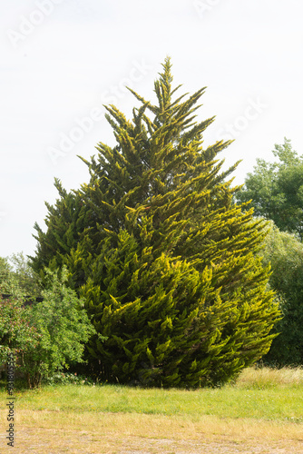 Cedrus deodara, Cédre de l'Himalaya photo