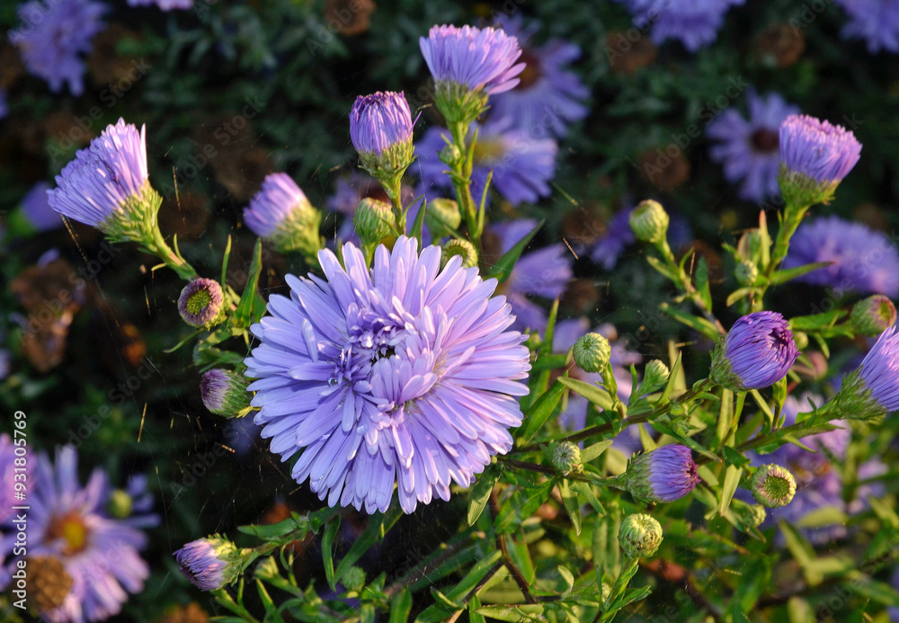 Fototapeta premium Aster dumosus 'Marie Ballard' , Aster nain