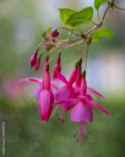 pink and white flowers