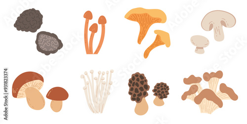 a set of hand-drawn illustrations of edible mushrooms. Porcini mushroom, enoki, champignons, morels, truffle, chanterelles, wood mushroom