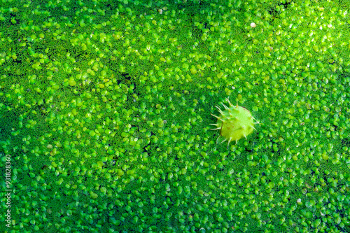 Horse chestnut floating in water with on water covered with floating plants in the rich ecosystem of a eutrophic lake, Ukraine