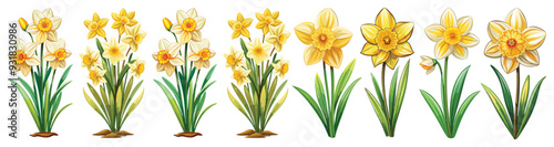 daffodil illustration, daffodil flower vector art, daffodil flower illustration, daffodil vector, 