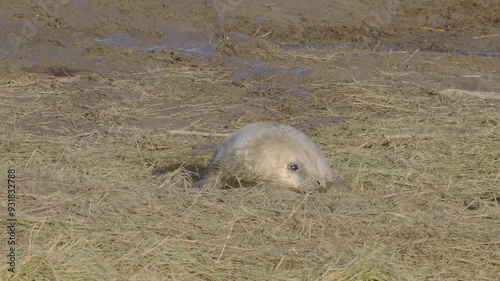 Atlantic Grey seal breed, newborn pups. Mothers nurture, stroke, bond. Seals in warm November sun, pups and moms play.
