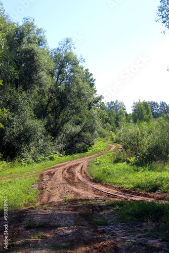 A dirt, muddy road between trees on a sunny summer day.