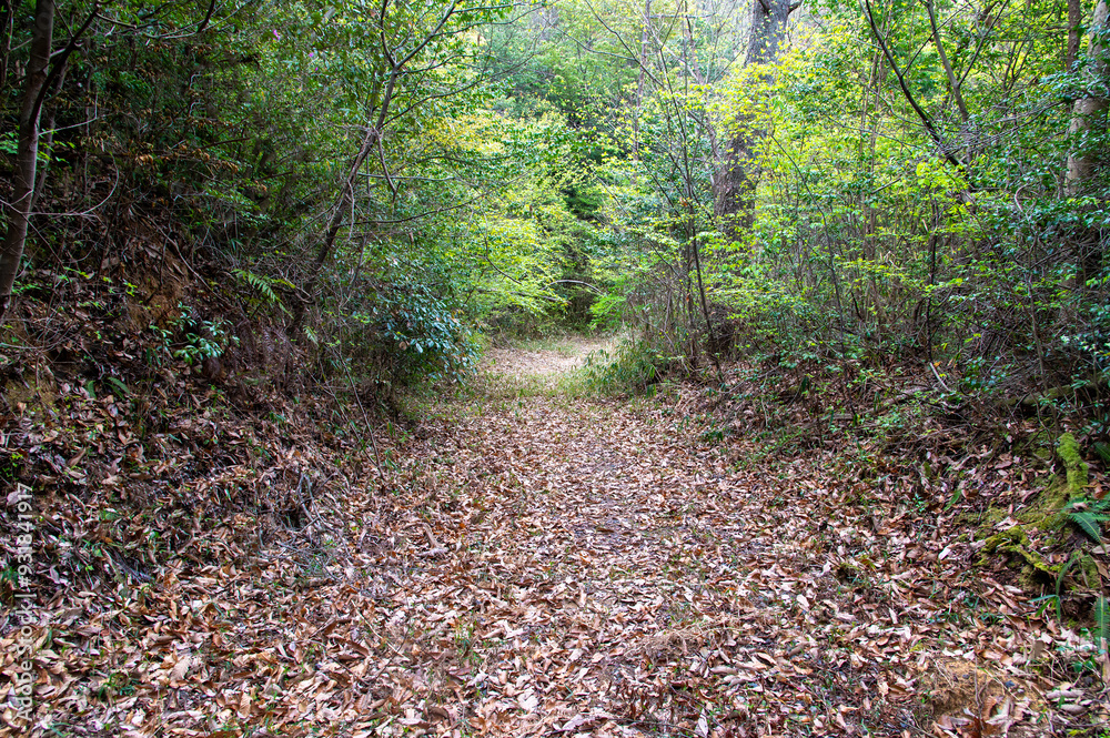 Obraz premium 山の中の道