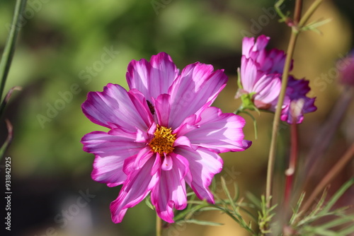 Sweden. Cosmos bipinnatus, commonly called the garden cosmos or Mexican aster, is a medium-sized flowering herbaceous plant in the daisy family Asteraceae, native to the Americas. 